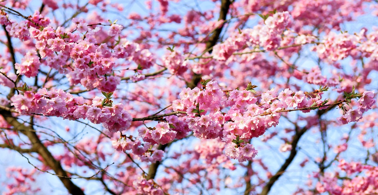 Image - cherry blossom japanese cherry smell