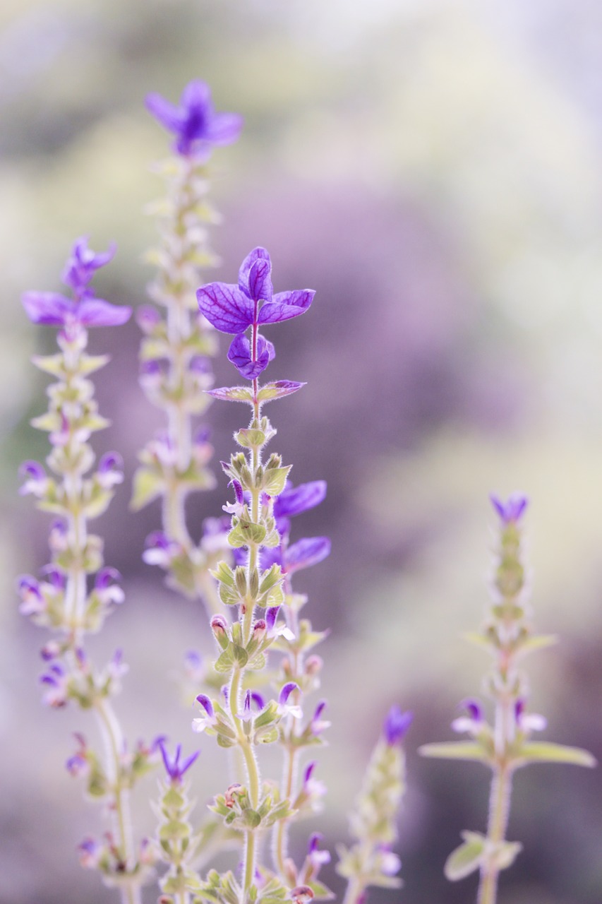 Image - purple pastel soft nature flower