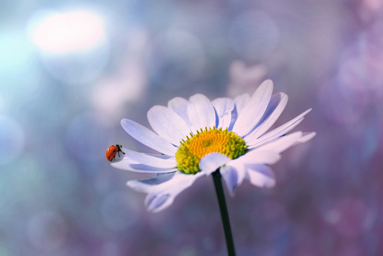 Image - ladybug flower marguerite nature