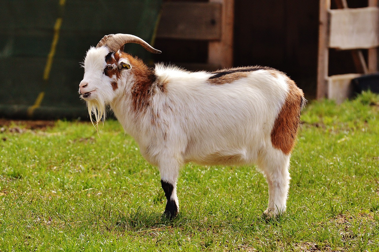 Image - billy goat goats animal farm