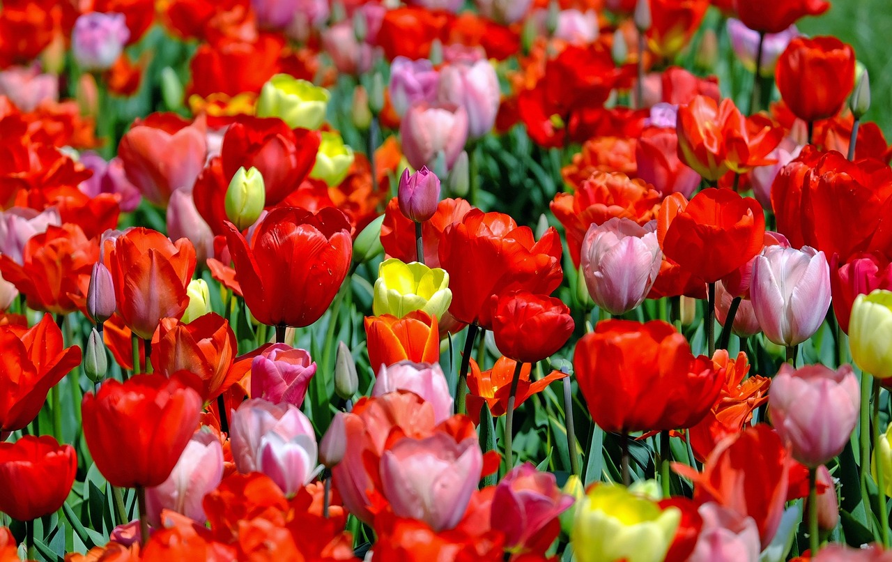 Image - tulips colorful flowers bloom