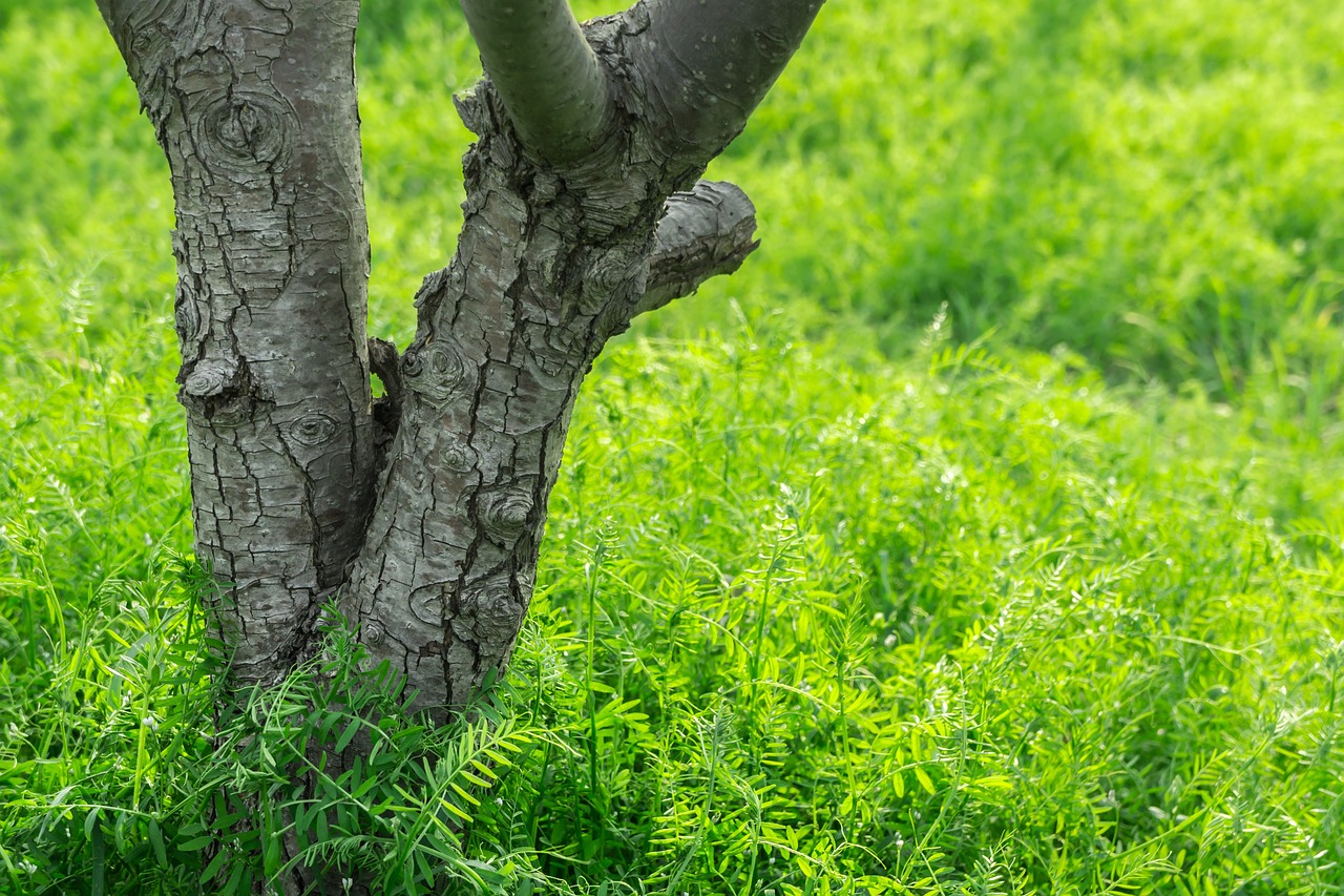 Image - wood grass field green abstract