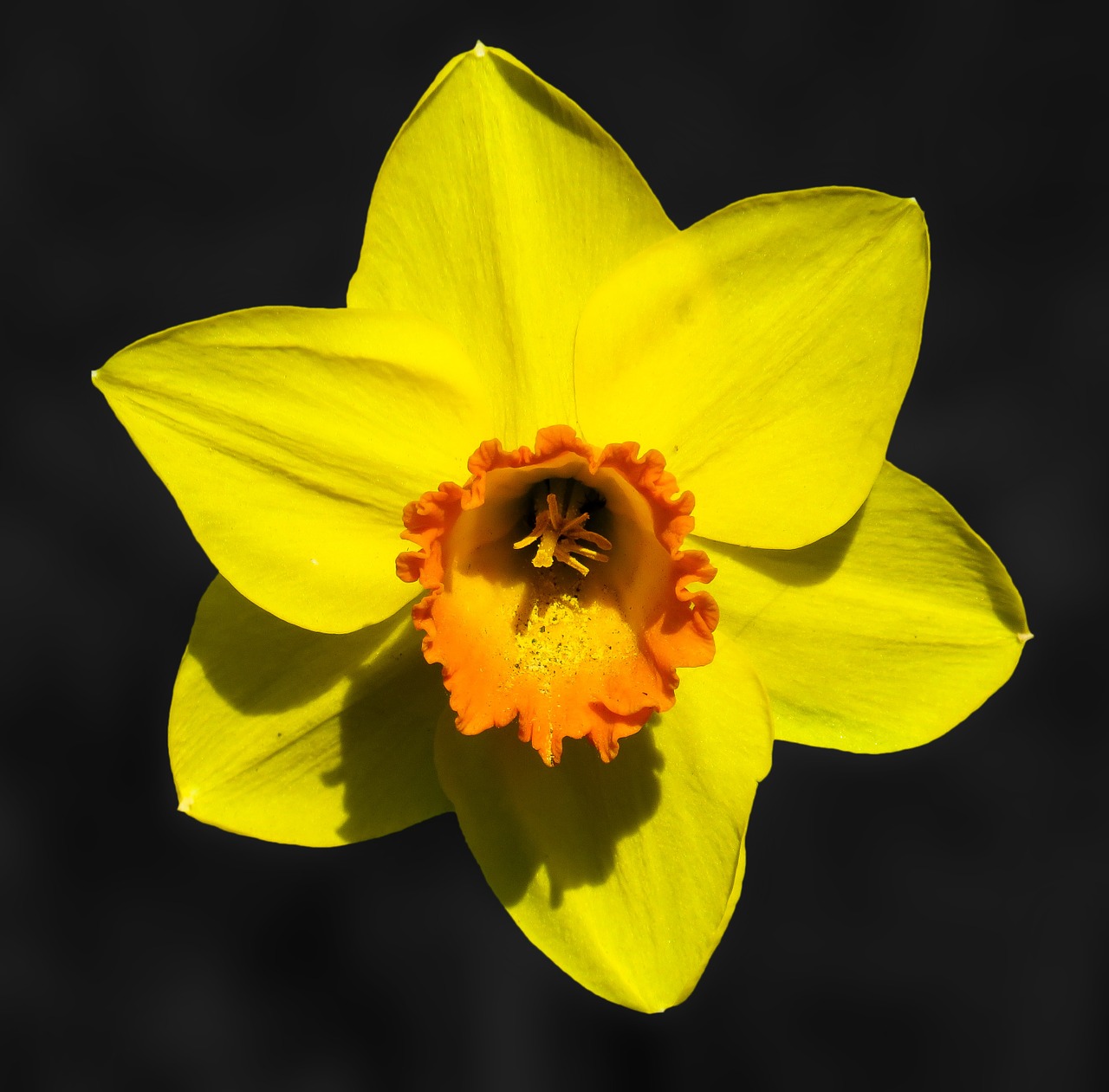 Image - flower narcissus blossom bloom