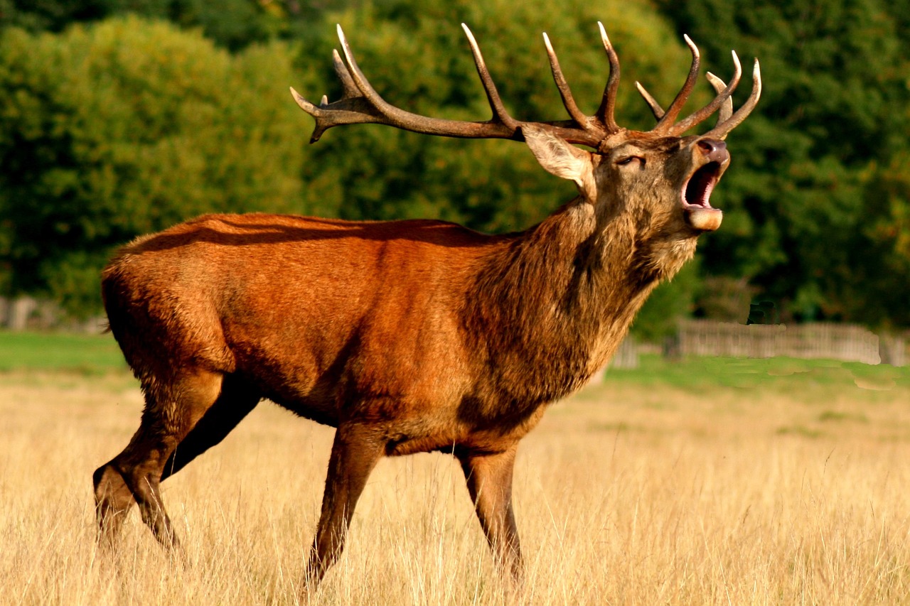 Image - reindeer deer brown animal antlers