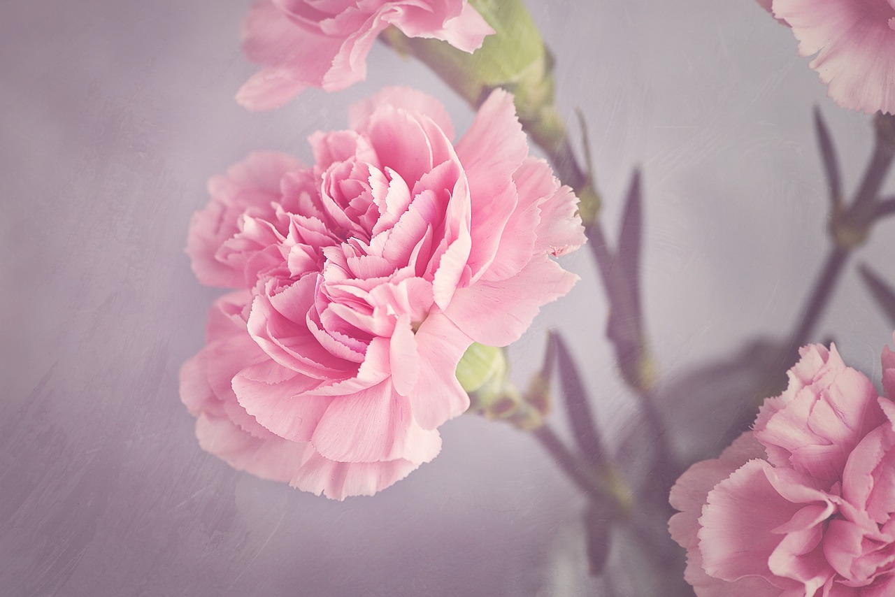 Image - carnation blossom bloom pink