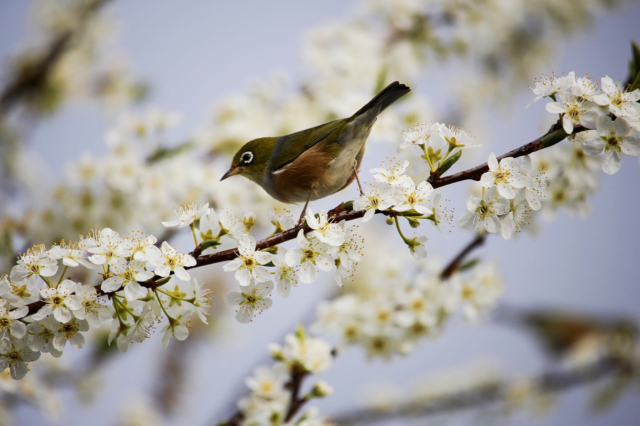 Image - blossom white bird spring branch