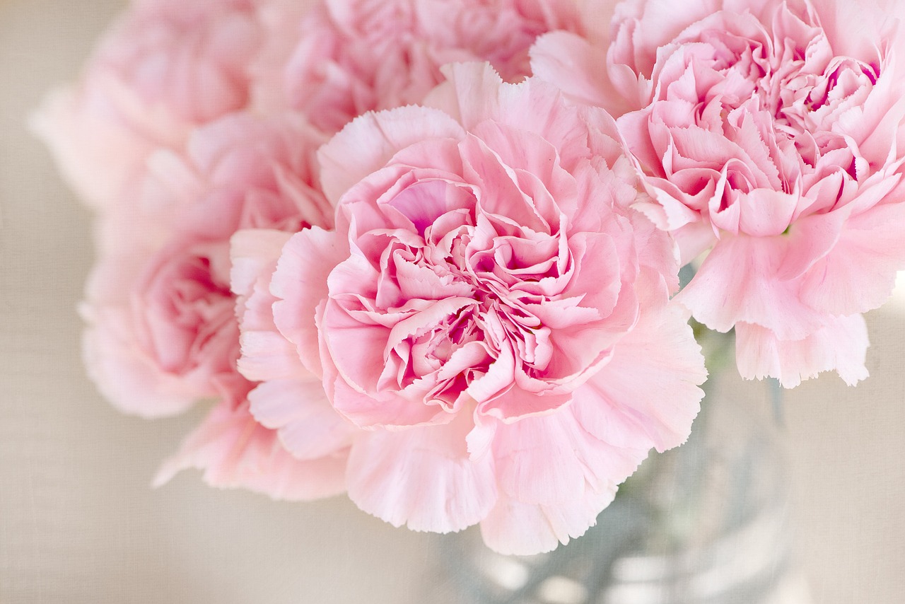 Image - flowers pink cloves cut flowers
