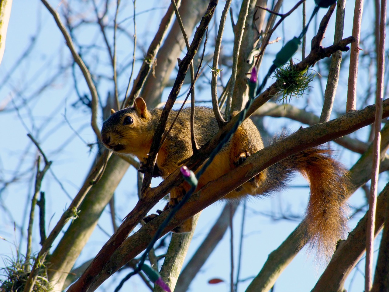 Image - squirrel animals animal nature
