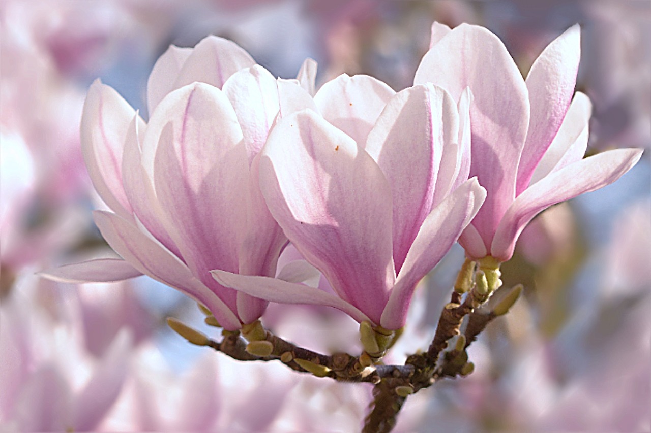 Image - tulip magnolia magnolia x soulangiana