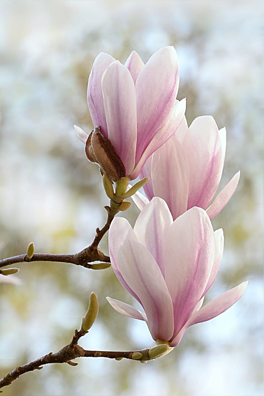 Image - tulip magnolia magnolia x soulangiana