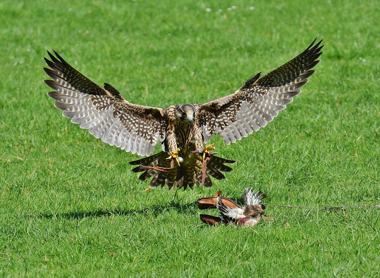 Image - falcon wildpark poing approach prey