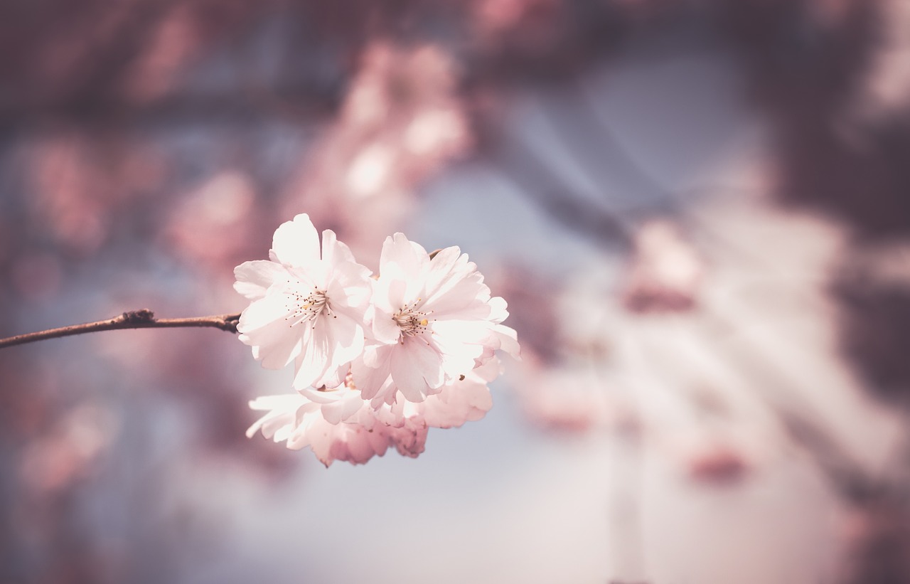 Image - pink flower tree bloom spring