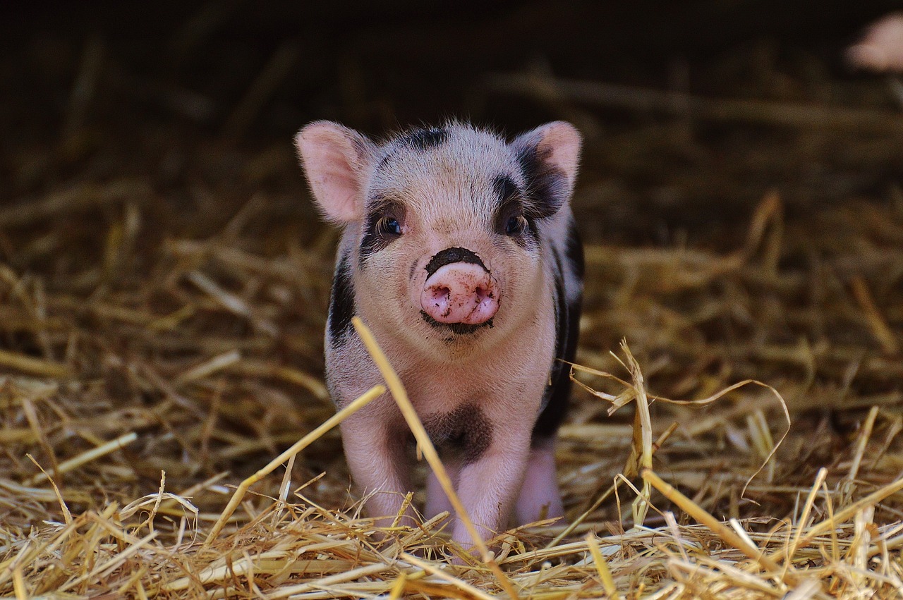 Image - piglet wildpark poing baby