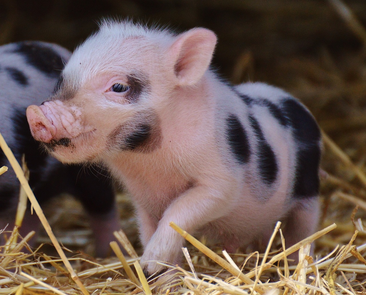 Image - piglet wildpark poing baby