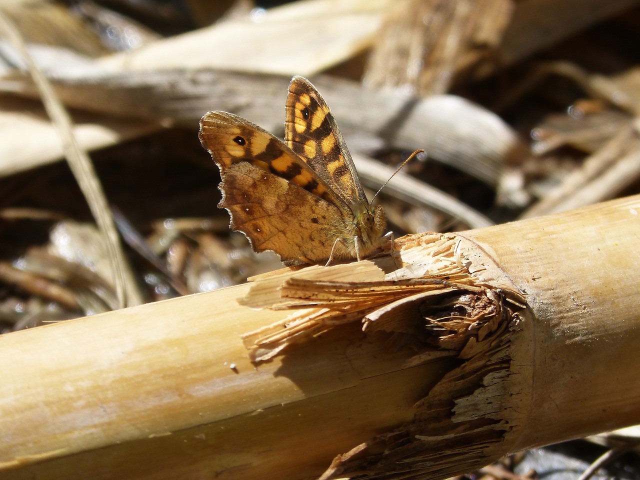 Image - lasiommata megera