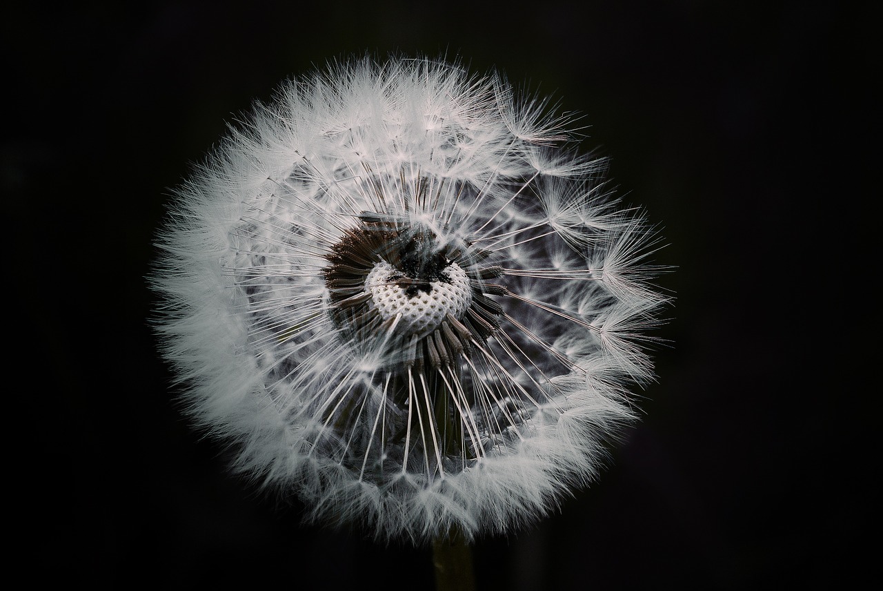 Image - dandelion flower plant