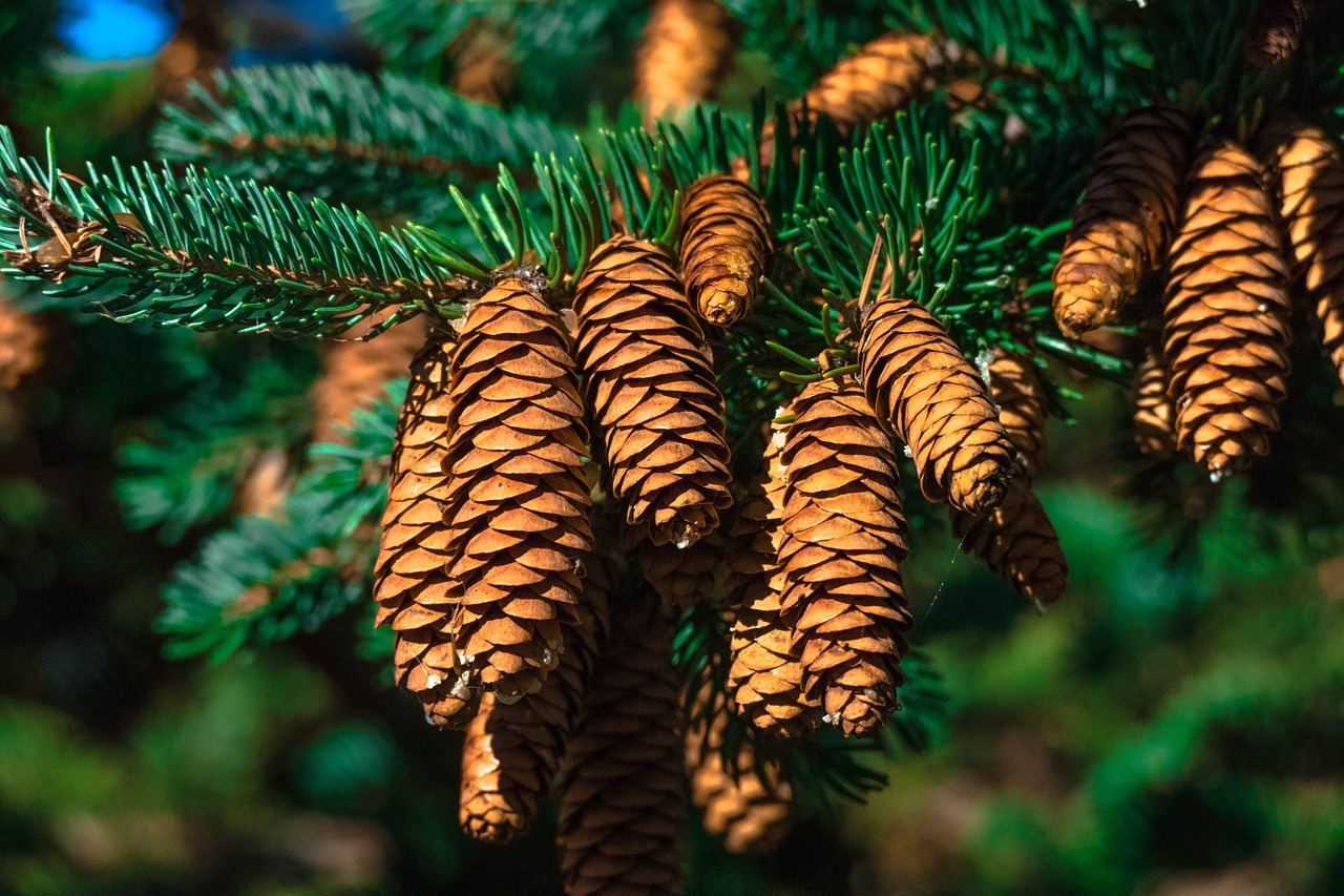 Image - canada tree nature park forest