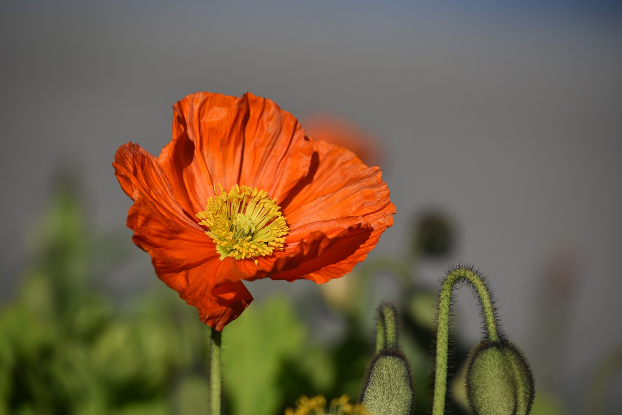 Image - poppy flower red spring blossom