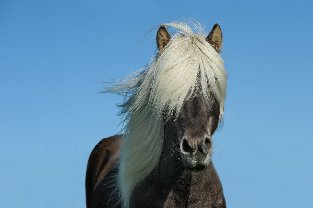 Image - horse icelanders iceland horse