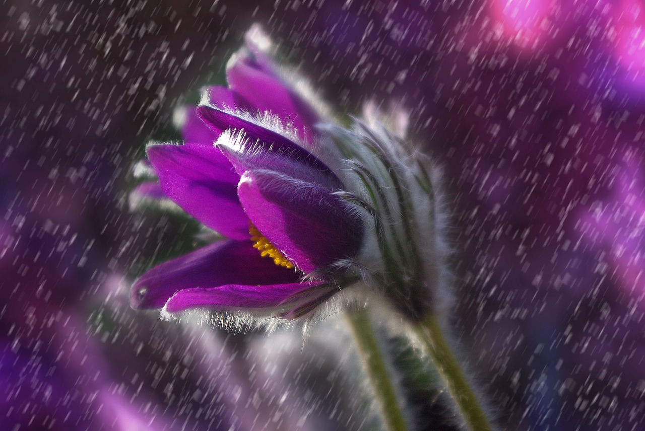 Image - pasque flower flower rain plant