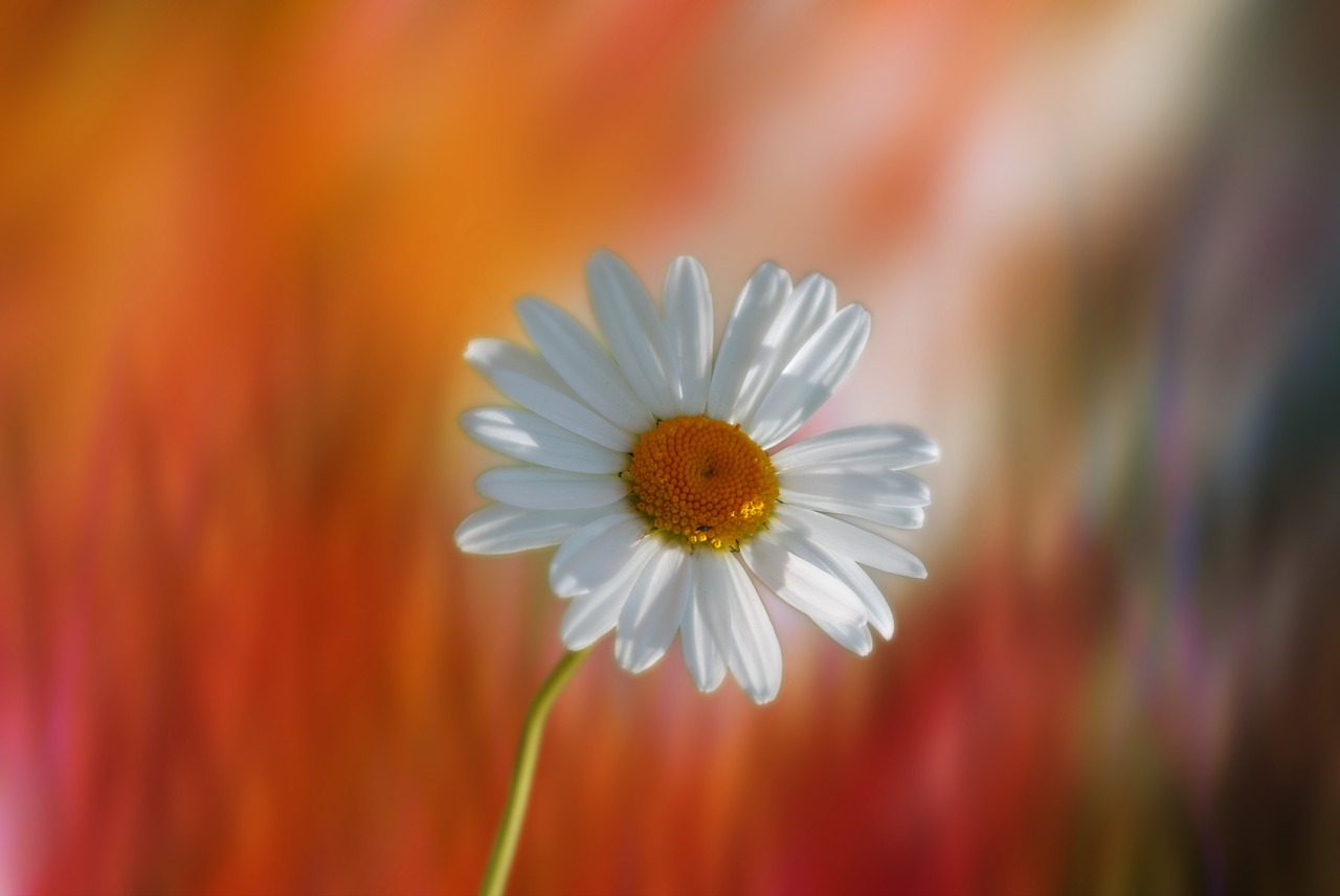 Image - marguerite flower plant garden