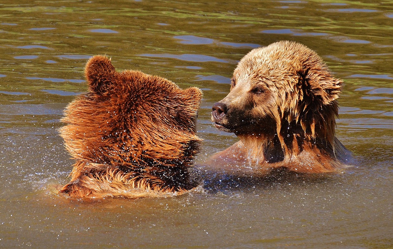 Image - bear wildpark poing play water