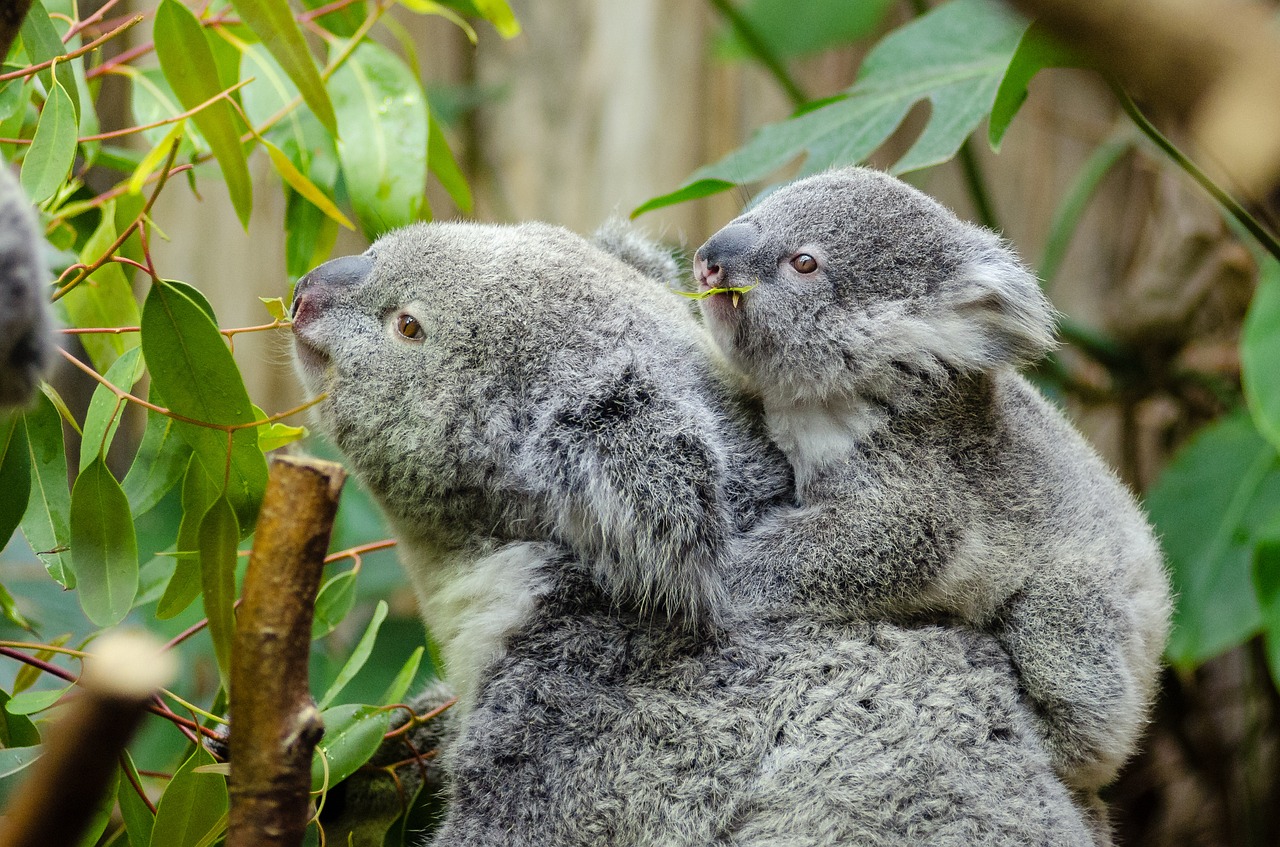 Image - female koala and her baby