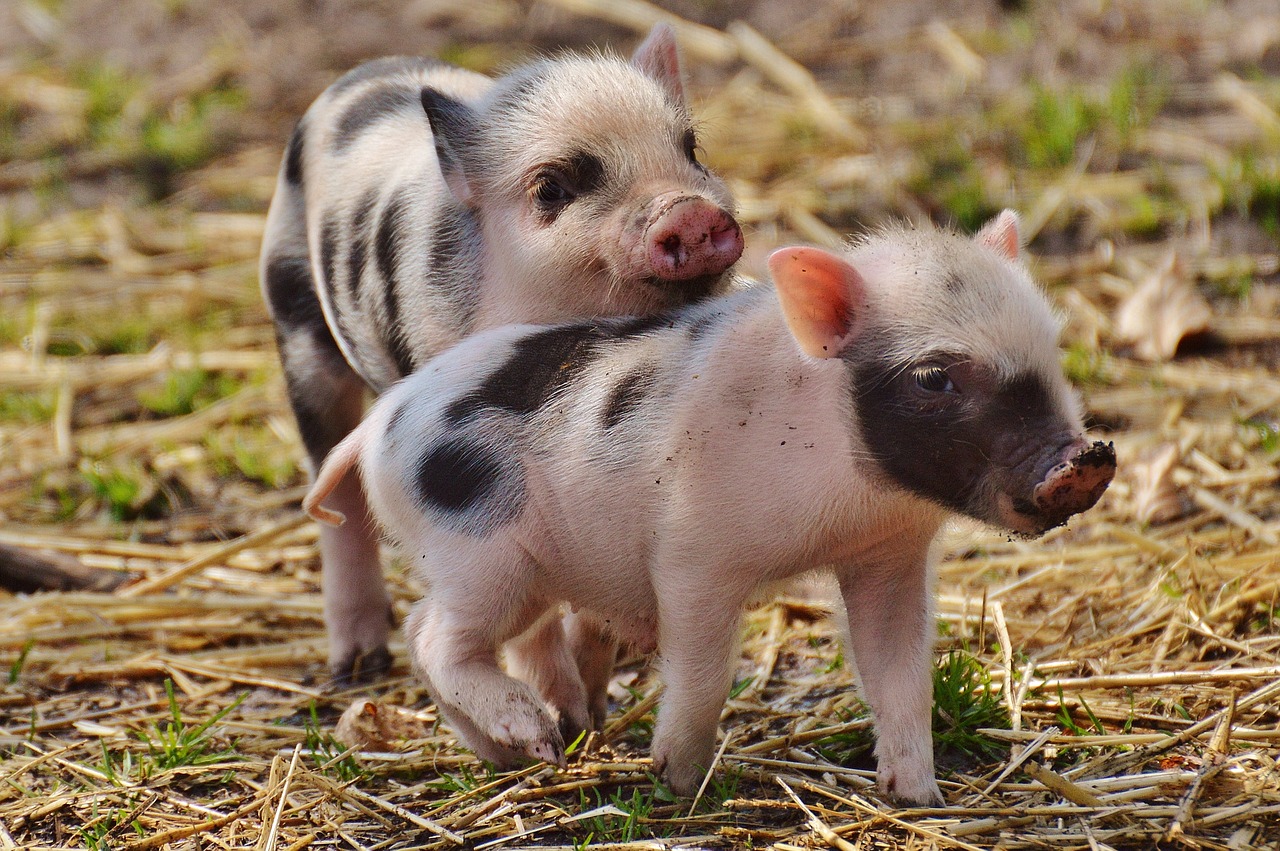 Image - piglet wildpark poing young animals