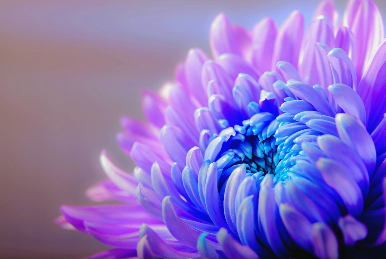 Image - chrysanthemum blossom bloom flower