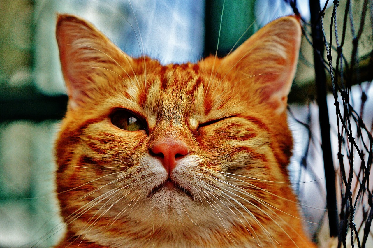 Image - cat wink funny fur animal red