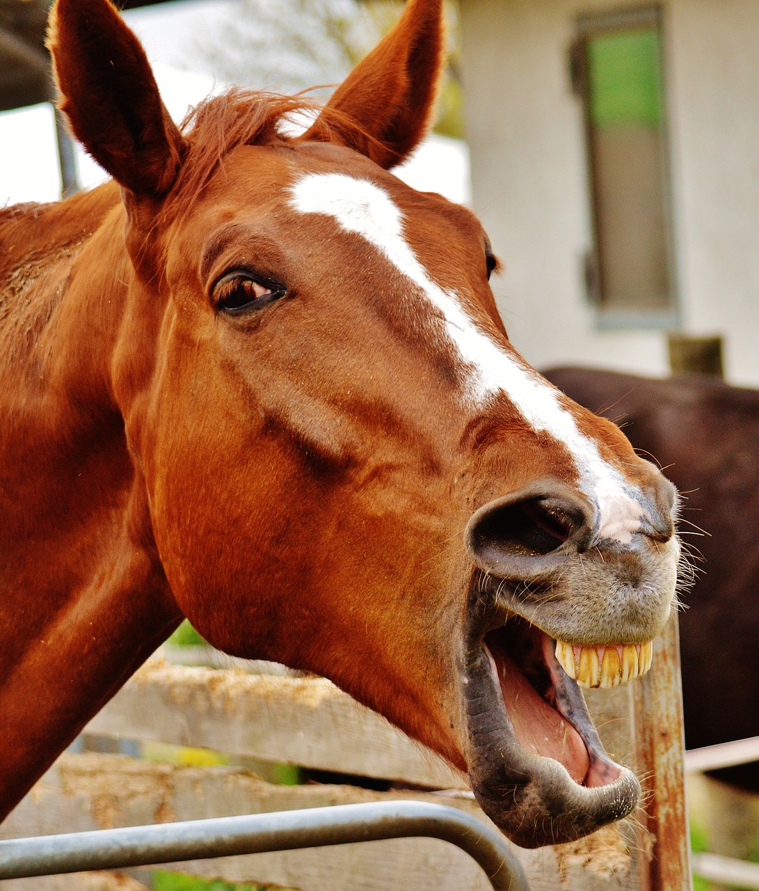 Image - horse funny laugh animal cute