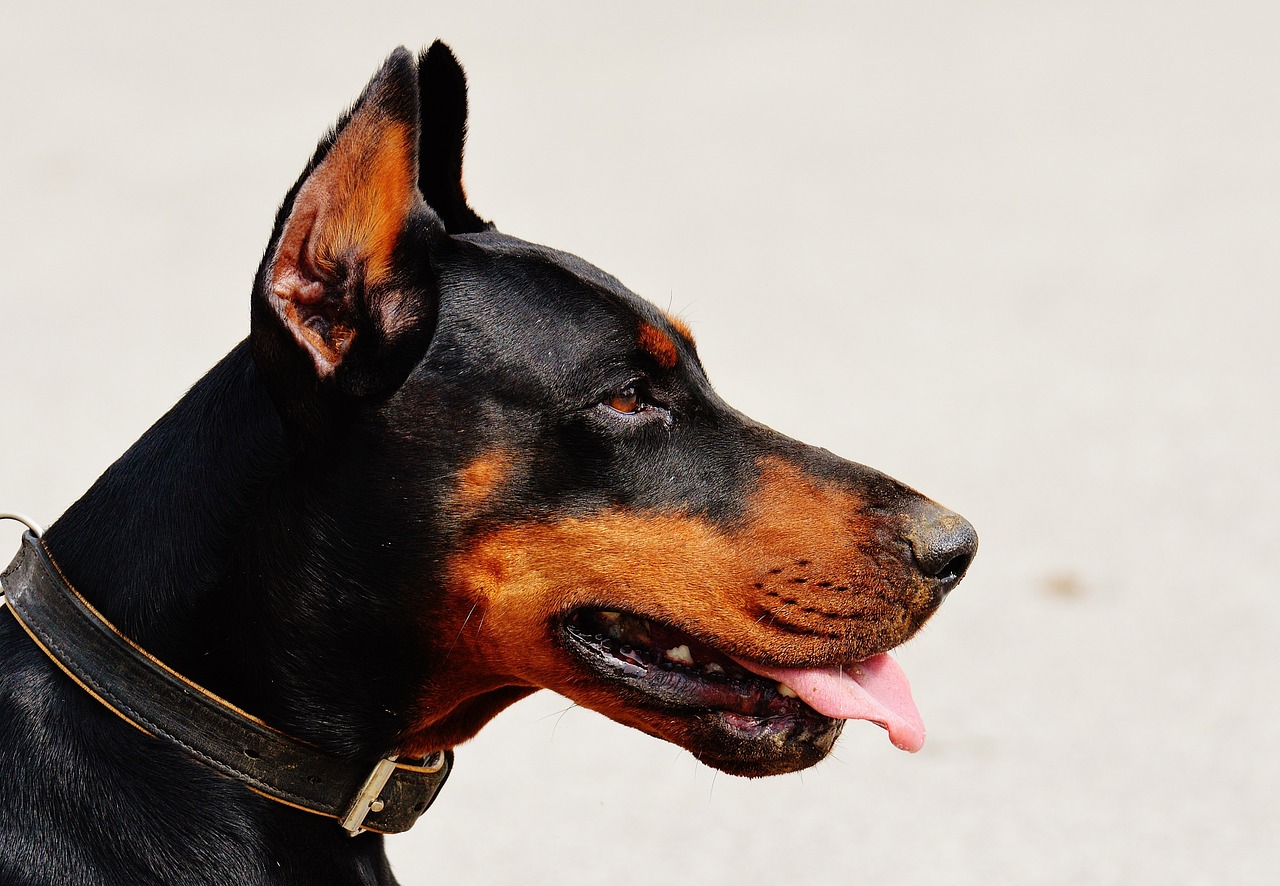 Image - doberman dog animal world animal