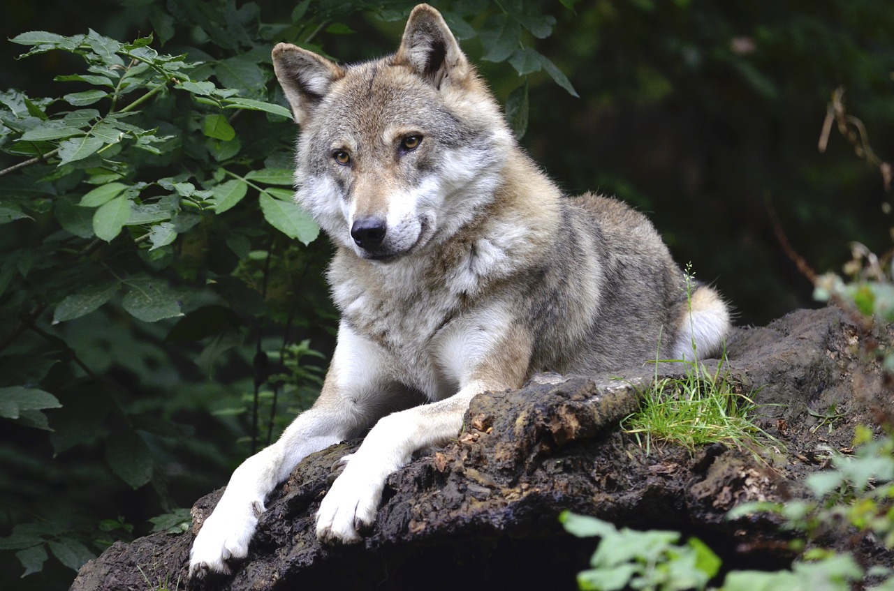 Image - wolf concerns forest predator