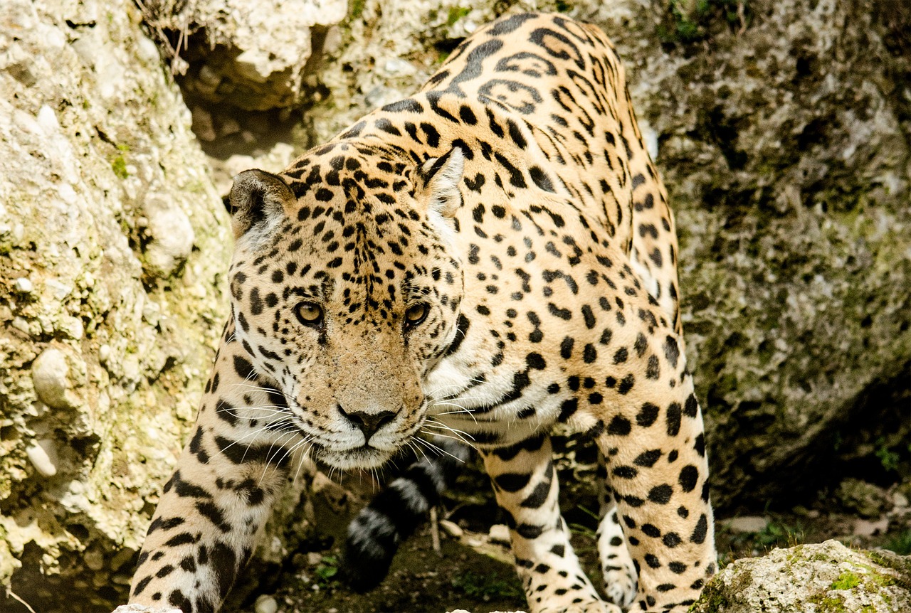 Image - jaguar cat big cat wildcat zoo