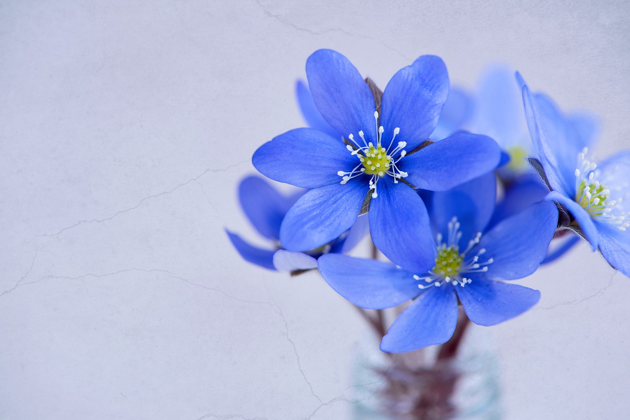 Image - flowers petals hepatica blue