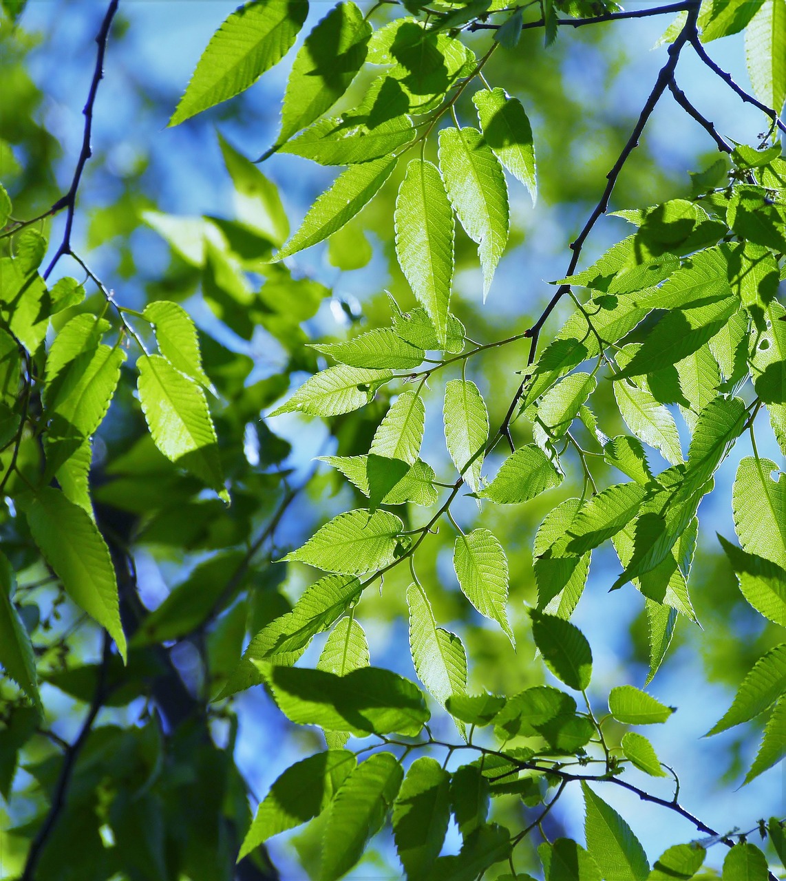 Image - spring fresh green blue sky