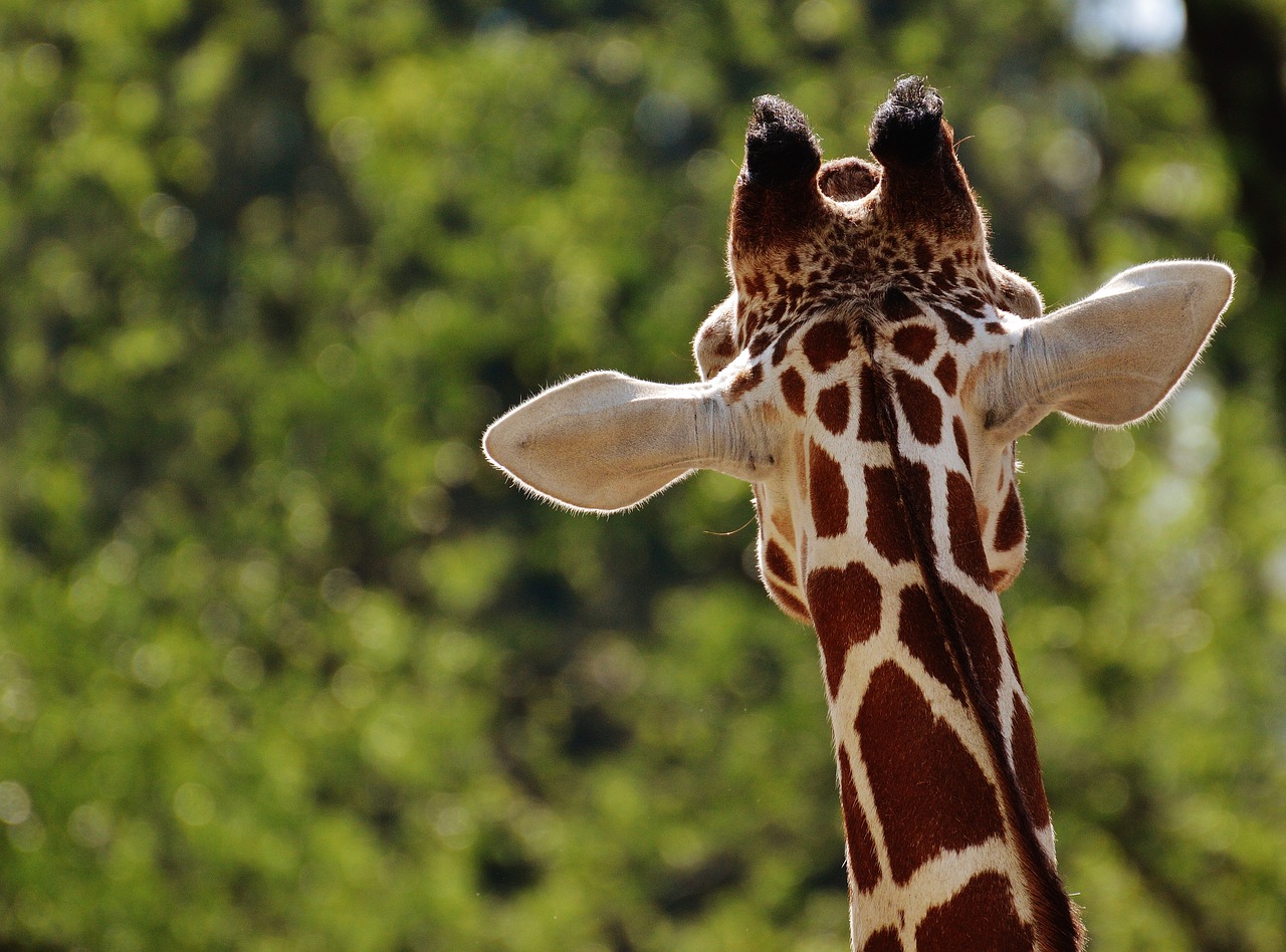 Image - giraffe zoo animal animal portrait