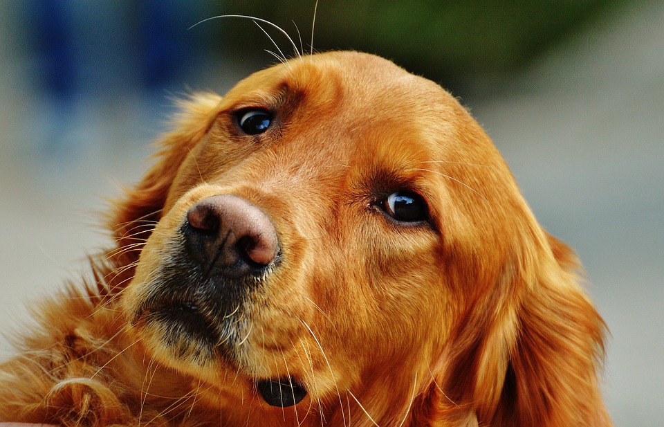 Image - golden retriever dog fur