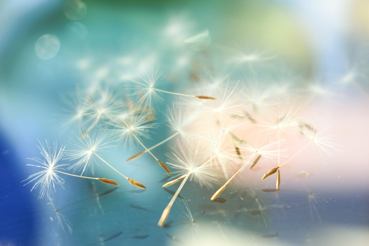 Image - abstract soft focus dandelion teal