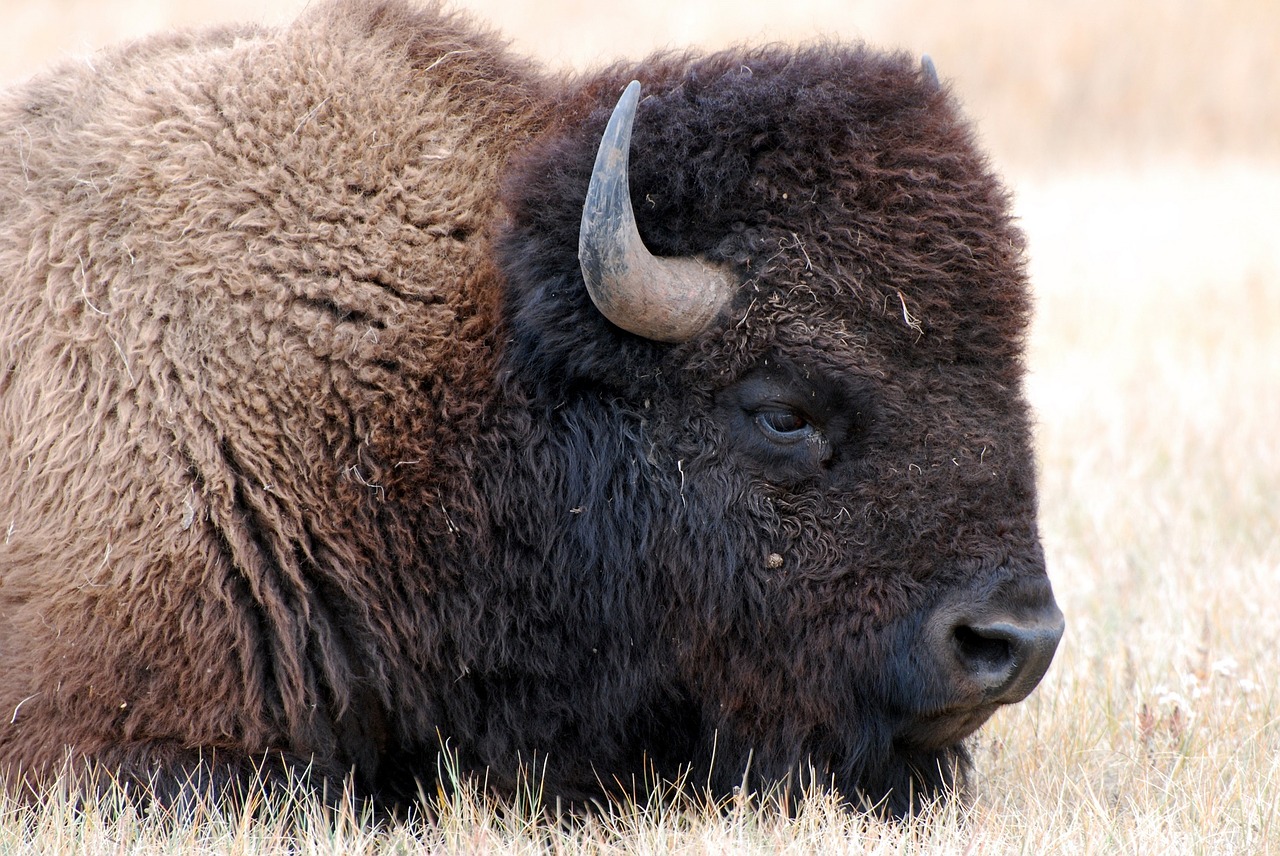 Image - bison buffalo american head animal