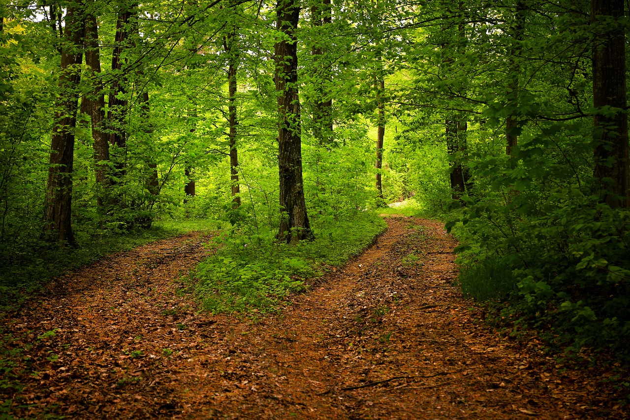 Image - path forest nature season green