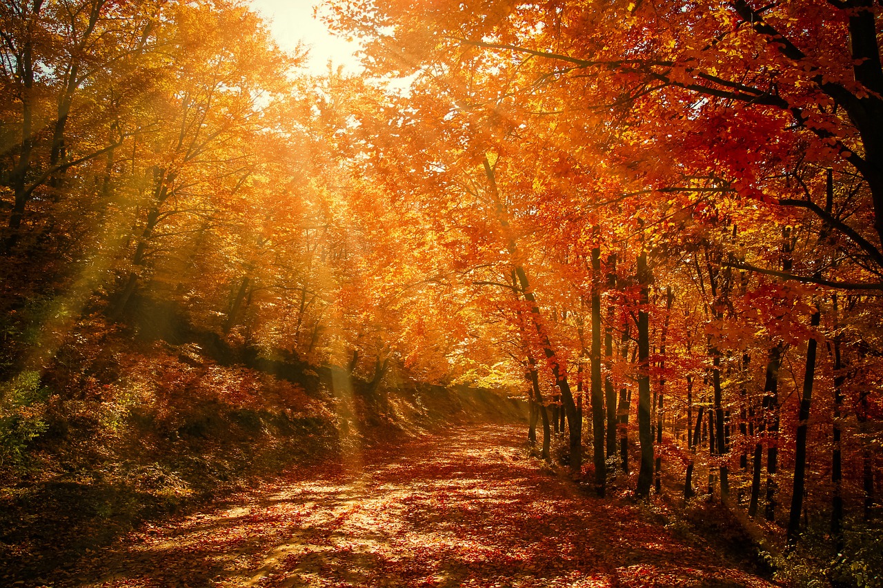 Image - forest red autumn fall nature