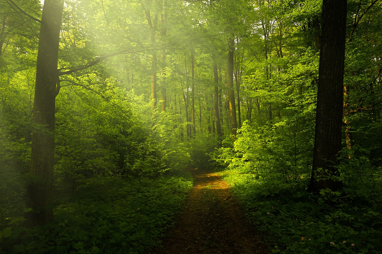 Image - light forest rays landscape