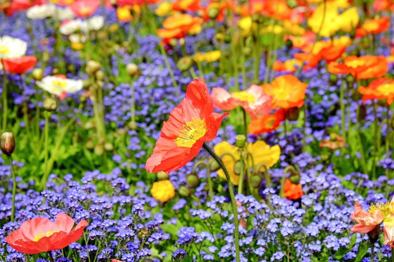 Image - poppy flower blossom bloom red