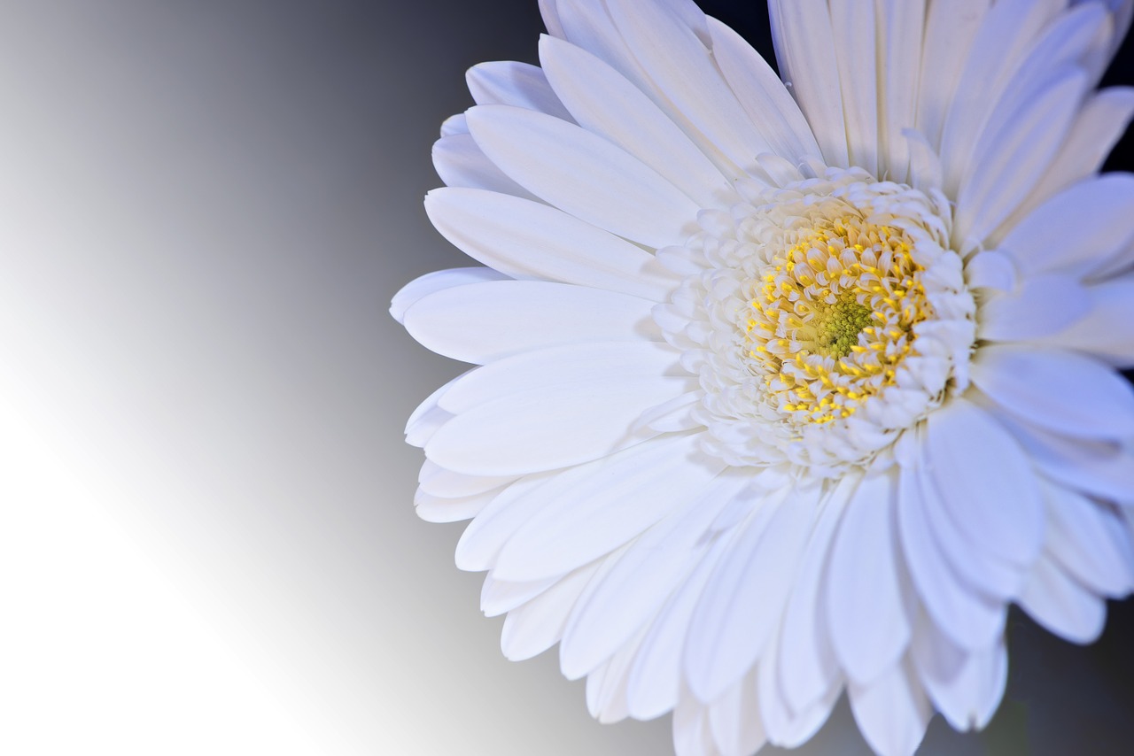 Image - gerbera flower blossom bloom