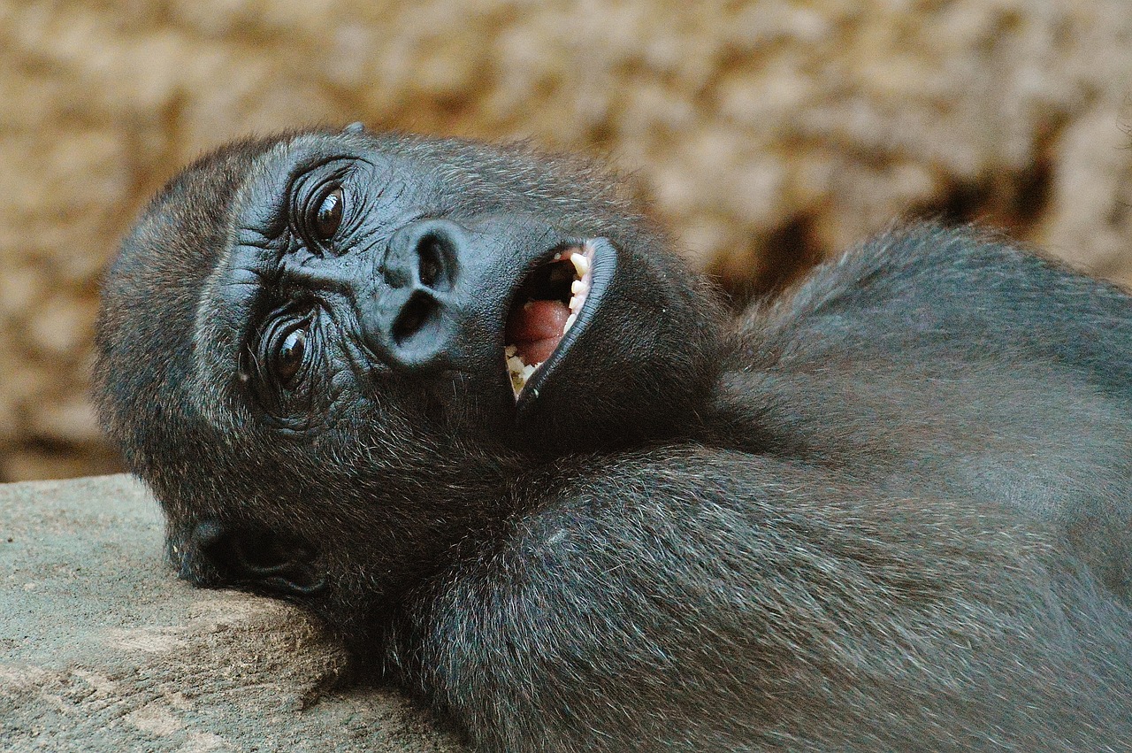 Image - monkey gorilla zoo animal