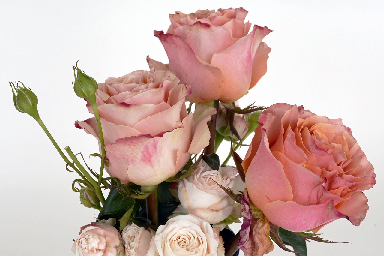 Image - roses salmon rose bloom flower