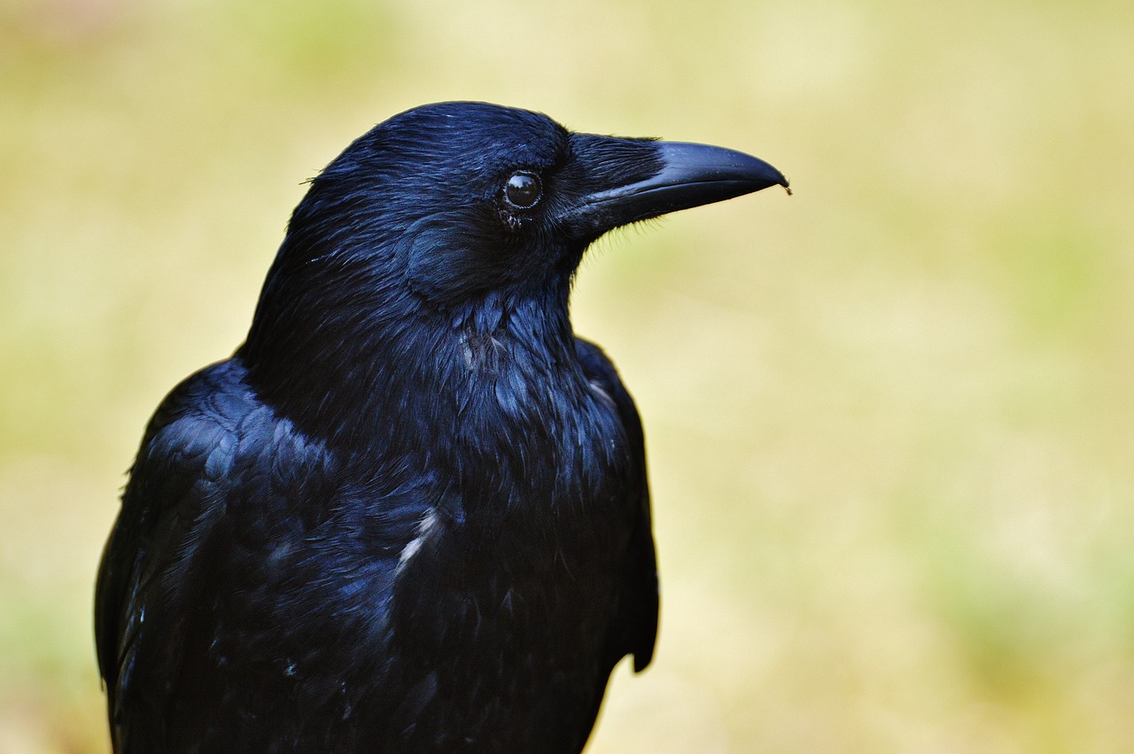 Image - raven crow raven bird black bird