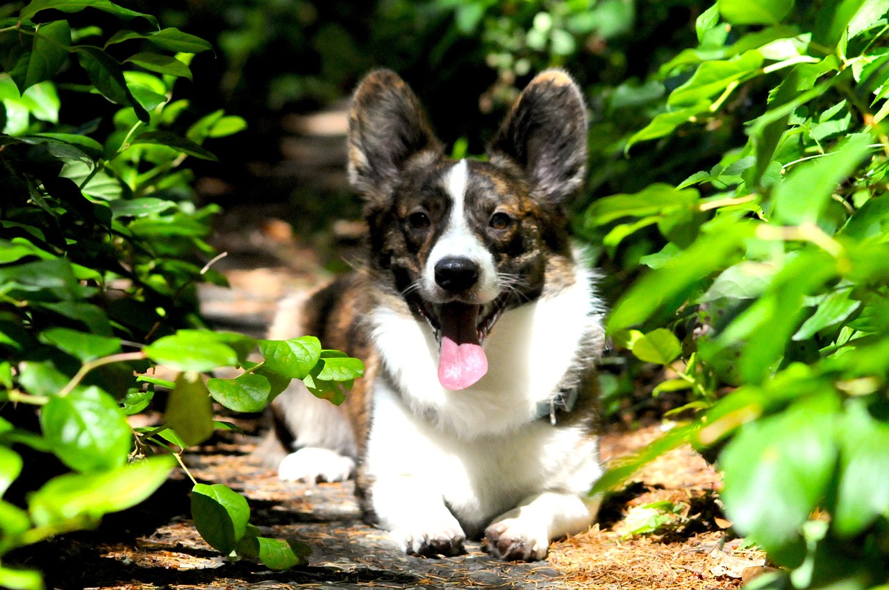 Image - dog corgi trail purebred adorable