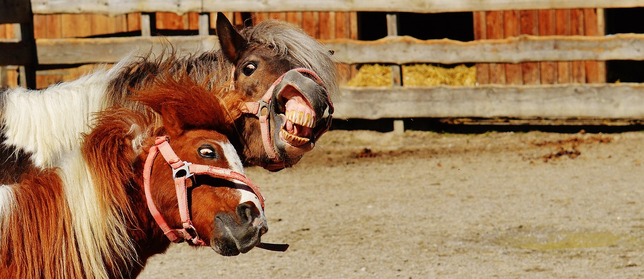Image - horses play funny animal seahorses